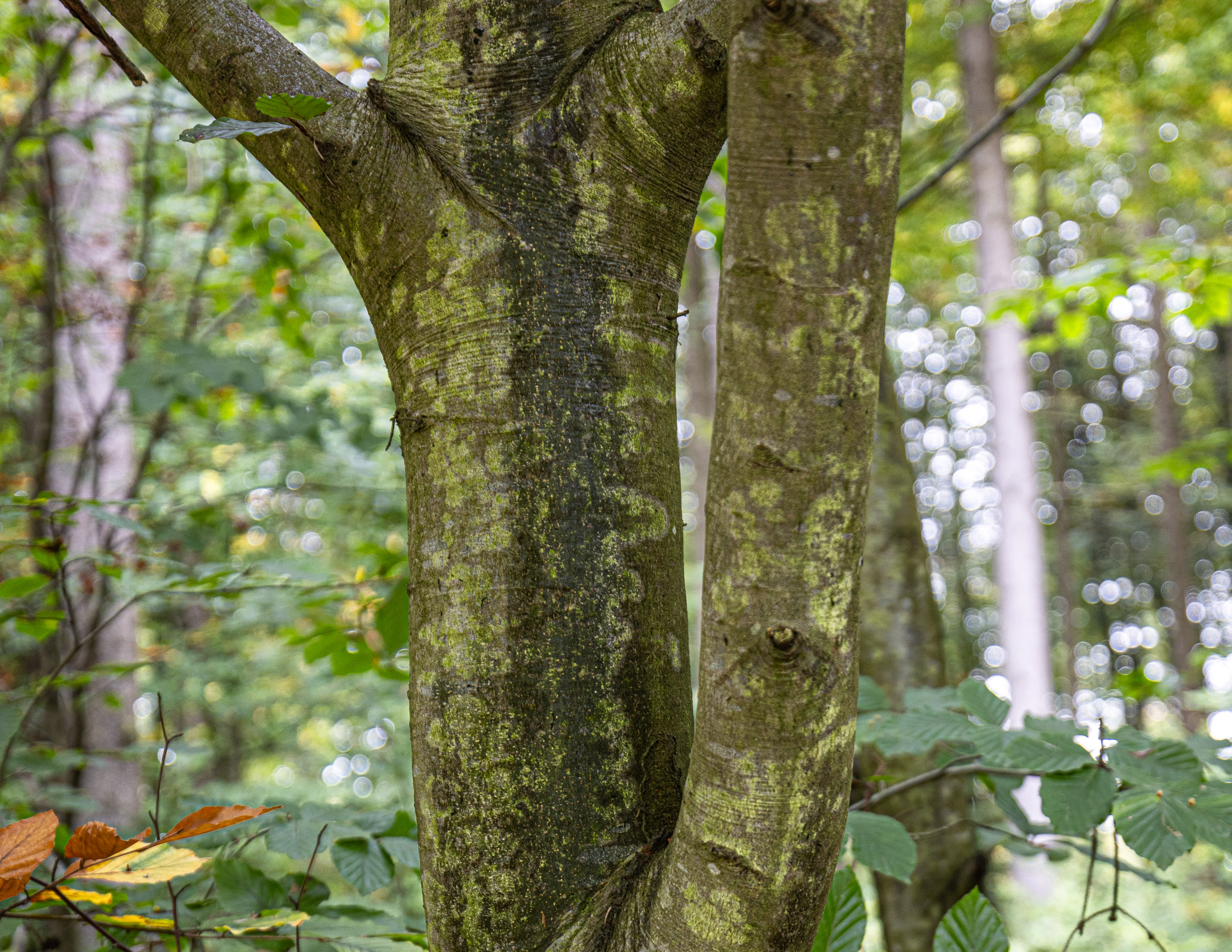 20231014120536 R5D 4043